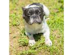 French Bulldog Puppy for sale in Austin, TX, USA