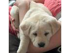 Labrador Retriever Puppy for sale in Greycliff, MT, USA