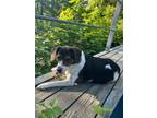 Adopt MISS BUBBA a Beagle