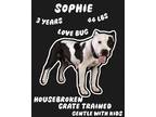 Adopt SOPHIE A406149: Affectionate, Housebroken, In a Foster Home a Pit Bull