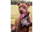 Adopt Haley a Pit Bull Terrier