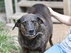 Adopt Georgia (Trinity) a Brindle Plott Hound dog in Brewster, NY (37041582)