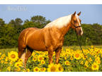 A True Dream Horse! Safe & Experienced!