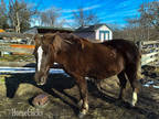 Great trail horse. Good with kids