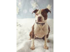 Adopt Bambi a Brown/Chocolate American Pit Bull Terrier / Mixed dog in
