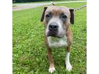 Adopt Bubbles a Tan/Yellow/Fawn - with White Pit Bull Terrier / Mastiff / Mixed