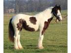 Gypsy Vanner / Clydesdale Cross Filly