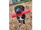 Adopt Prince Charming(Shrek) a Labrador Retriever / Staffordshire Bull Terrier /