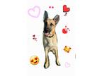 Adopt Tucker Pup! a Tan/Yellow/Fawn - with Black German Shepherd Dog / Mixed dog