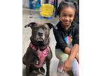 Adopt Millie a Black - with White Pit Bull Terrier / Mixed dog in Waldorf