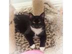 Adopt Oly a Domestic Short Hair