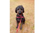 Adopt Loki a Standard Poodle, Rottweiler