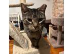 Adopt Tanner (with Mona) a Tabby, Domestic Short Hair