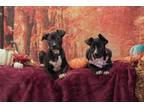 Adopt Pit Bull Puppies a Pit Bull Terrier