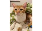 Adopt Maximillan a Domestic Short Hair