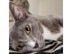 Adopt Adelaide a Domestic Short Hair