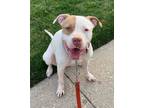 Adopt Ellie a American Staffordshire Terrier, Pit Bull Terrier
