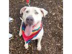 Adopt Alba VM a Shar-Pei, Pit Bull Terrier