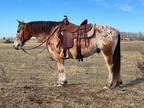 Online Auction - [url removed] - Beautiful Appaloosa Draft Cross Trail Riding