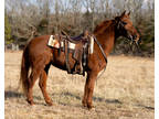 Online Auction - [url removed] - Beautiful Rocky Mountain Trail Riding Gelding