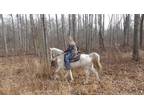 Online Auction - [url removed] - Gentle & Easy Going Missouri Fox Trotter Trail