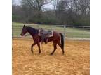 Online Auction - [url removed] - Really Nice 3 Year Old Gelding - Ranch - Roping