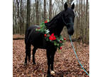 Online Auction - [url removed] - Beautiful Jet Black Tennessee Walker Trail