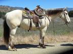 10 Year Old 14.2 Hand Buttermilk Buckskin Gelding