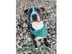 Adopt Kaboom a Pit Bull Terrier, Mixed Breed