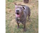 Adopt Texas a Pit Bull Terrier, Mixed Breed