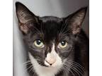 Adopt Izzy a Domestic Short Hair