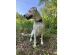 Adopt MAY - MA a Catahoula Leopard Dog