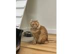 Adopt Tiger a American Curl