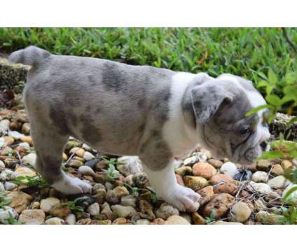 Old English Bulldog puppies is a Female Bulldog Puppy For Sale in Eustis FL