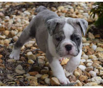 Old English Bulldog puppies is a Female Bulldog Puppy For Sale in Eustis FL