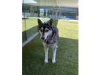 Adopt LEYLA a Tricolor (Tan/Brown & Black & White) Husky / German Shepherd Dog /