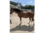 Beautiful Clydesdale cross gelding for sale!