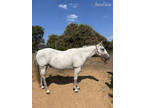 Grey gelding for sale