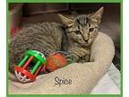 Spice, Domestic Shorthair For Adoption In Holly Springs, Georgia