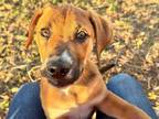 Adopt Bubbers a Boxer, Black Mouth Cur