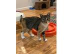 Adopt Emma a American Shorthair, Calico