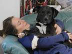 Adopt WINNIMERE a Boxer, Pit Bull Terrier