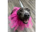Adopt Pixie a Pit Bull Terrier, Shar-Pei