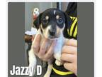 Adopt Jazzy a Feist, Hound