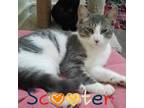 Adopt Scooter a Domestic Short Hair