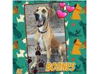 Adopt Boones a Great Dane
