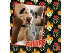 Adopt Churro a Great Dane