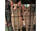 Adopt Luke and Levi a Domestic Short Hair