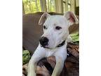 Adopt Snow aka Snowy a White American Pit Bull Terrier / Labrador Retriever dog