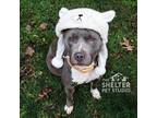 Adopt Macy A-25 AVAILABLE a Pit Bull Terrier